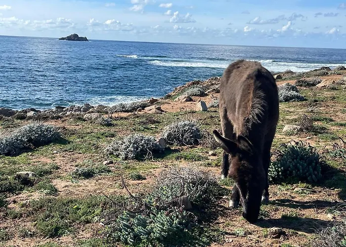 Marinella Route Des Sanguinaires Corse Appartement Ajaccio (Corsica)